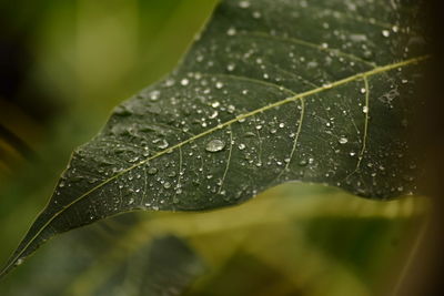 Close-up of raindrops on leaves