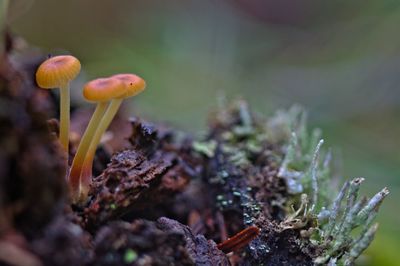 Close-up of mushrooms growing on field