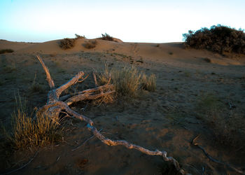 Scenic view of desert against sky
