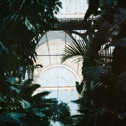 Low angle view of palm trees