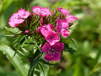 Close-up of pink flowering plant