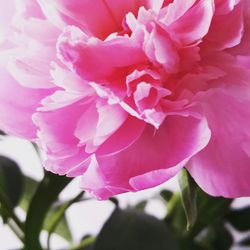 Close-up of pink flower blooming outdoors