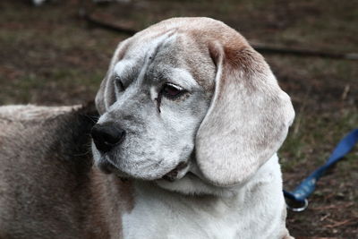 Close-up of a dog looking away