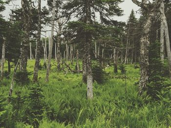 Trees growing in forest