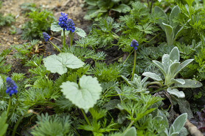 High angle view of purple flowering plants on field