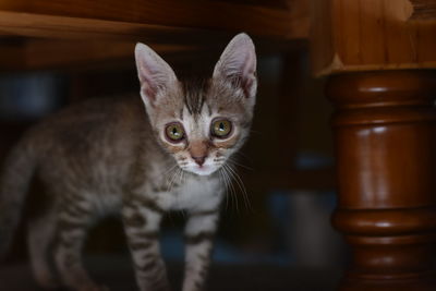 Portrait of cat at home