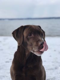 Dog looking away in sea