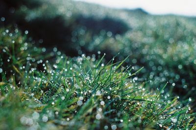 Close-up of wet plants on field