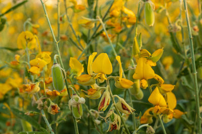 Close-up of yellow flowering plant