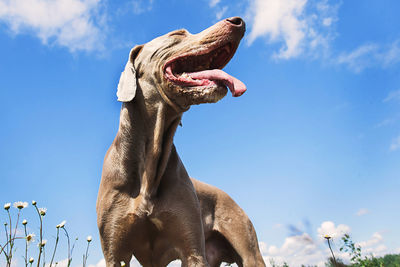 Low angle view of dog against sky