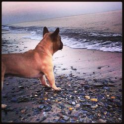 Dog standing in sea