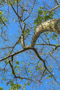 Low angle view of flower tree against blue sky