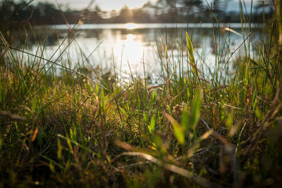 Surface level of grass on field by lake against sky