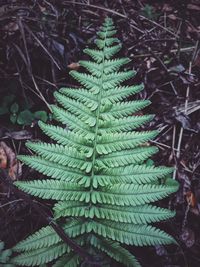 High angle view of plant growing on field