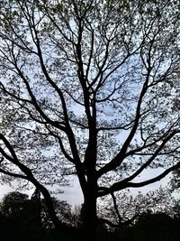 Low angle view of silhouette bare trees against sky