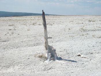 View of driftwood on field against sky