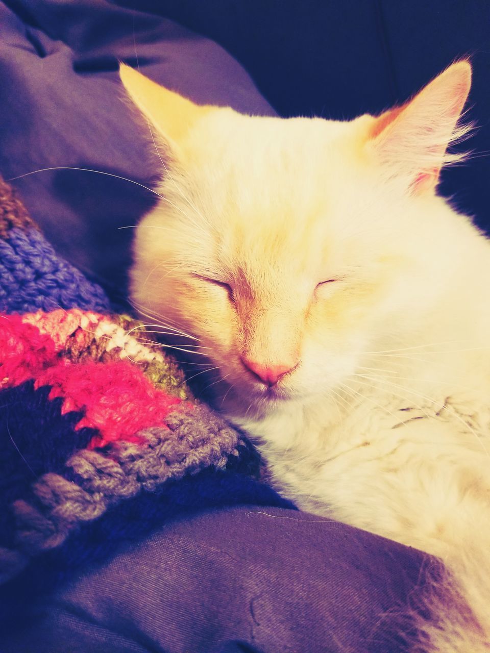 CLOSE-UP OF A CAT SLEEPING IN BED