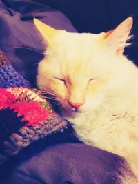 Close-up of cat sleeping on bed