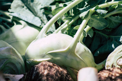 Close-up of vegetables