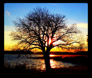 Silhouette of trees at sunset