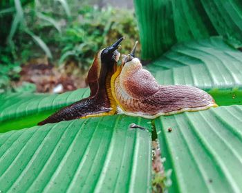 Close-up of snail on leaves