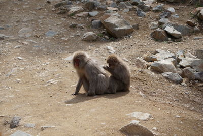 Monkey on rock