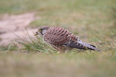Close-up of bird perching on field