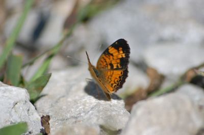 Butterfly on leaf