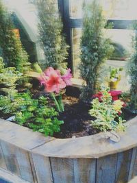 Close-up of pink flower in backyard