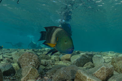 Fish swimming in sea