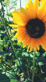 Close-up of sunflower