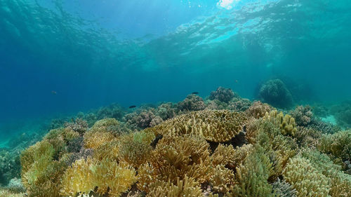 Tropical fish corals marine reef. underwater sea tropical life. tropical underwater sea fishes. 