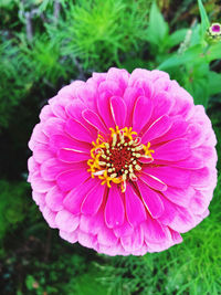 Close-up of pink flower in field