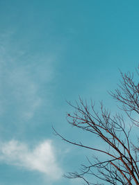 Low angle view of bare tree against blue sky