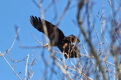 Low angle view of eagle flying over tree against sky