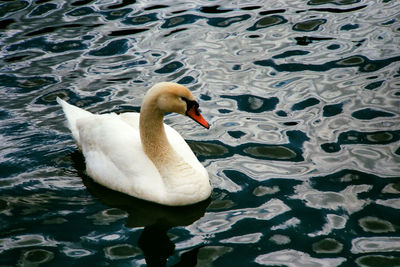 High angle view of swan swimming in lake