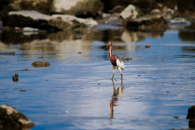 View of birds in lake