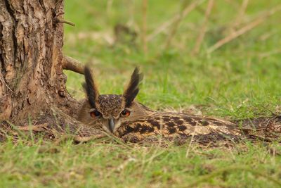 Portrait of eurasian eagle-owl on field