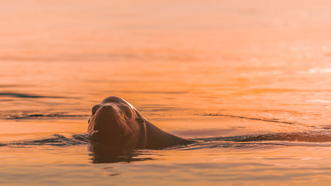 Dog mermaid
