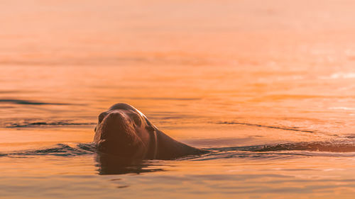 Turtle swimming in sea during sunset