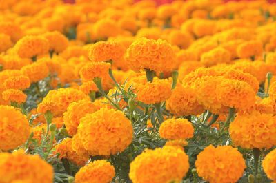Close-up of marigold growing in field