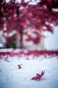 Close-up of fallen maple leaf on snowy landscape