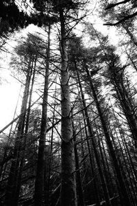 Low angle view of bamboo trees in forest