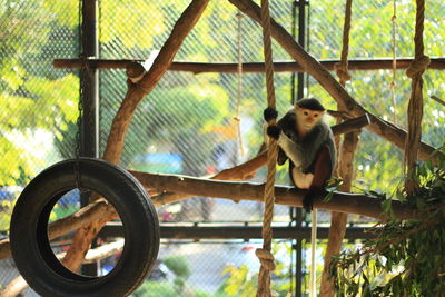 Low angle view of monkey sitting in cage at zoo