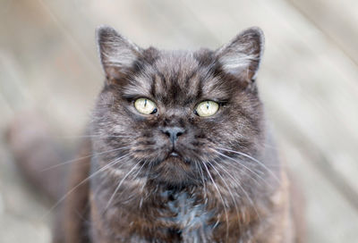 Close-up portrait of cat