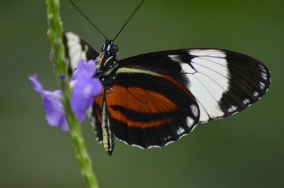 Close-up of butterfly