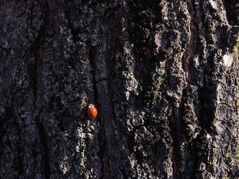 Close-up of tree trunk