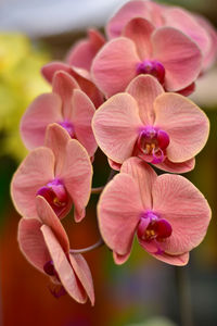 Close-up of pink orchids