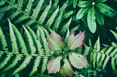 High angle view of leaves