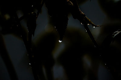 Close-up of water drops on plant